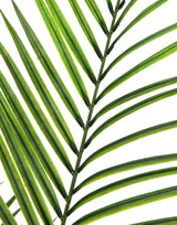 Keinotekoinen Areca palmu suurilla lehdillä (165cm)