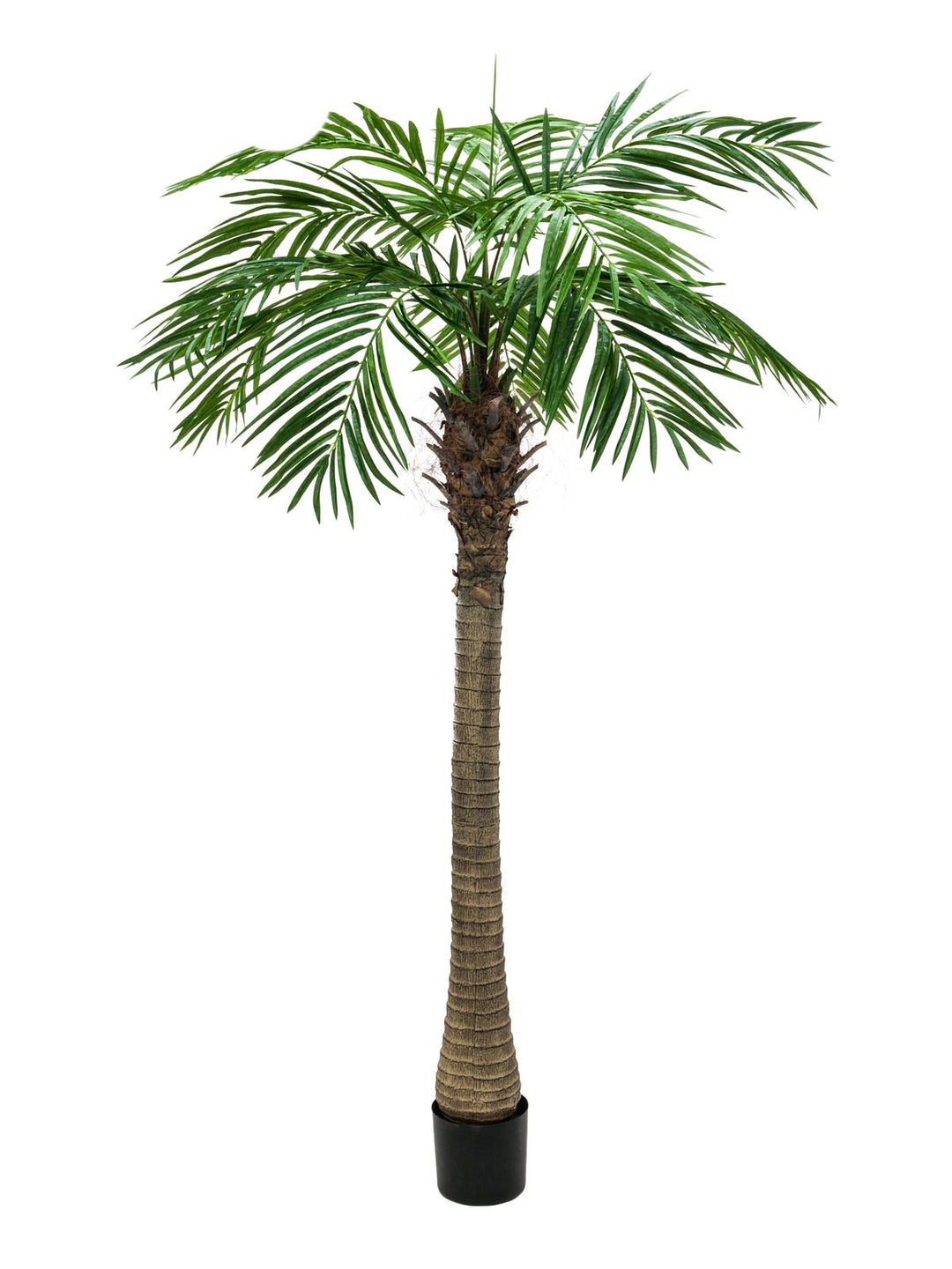 Tekophoenix Palmu Luxor (300cm)