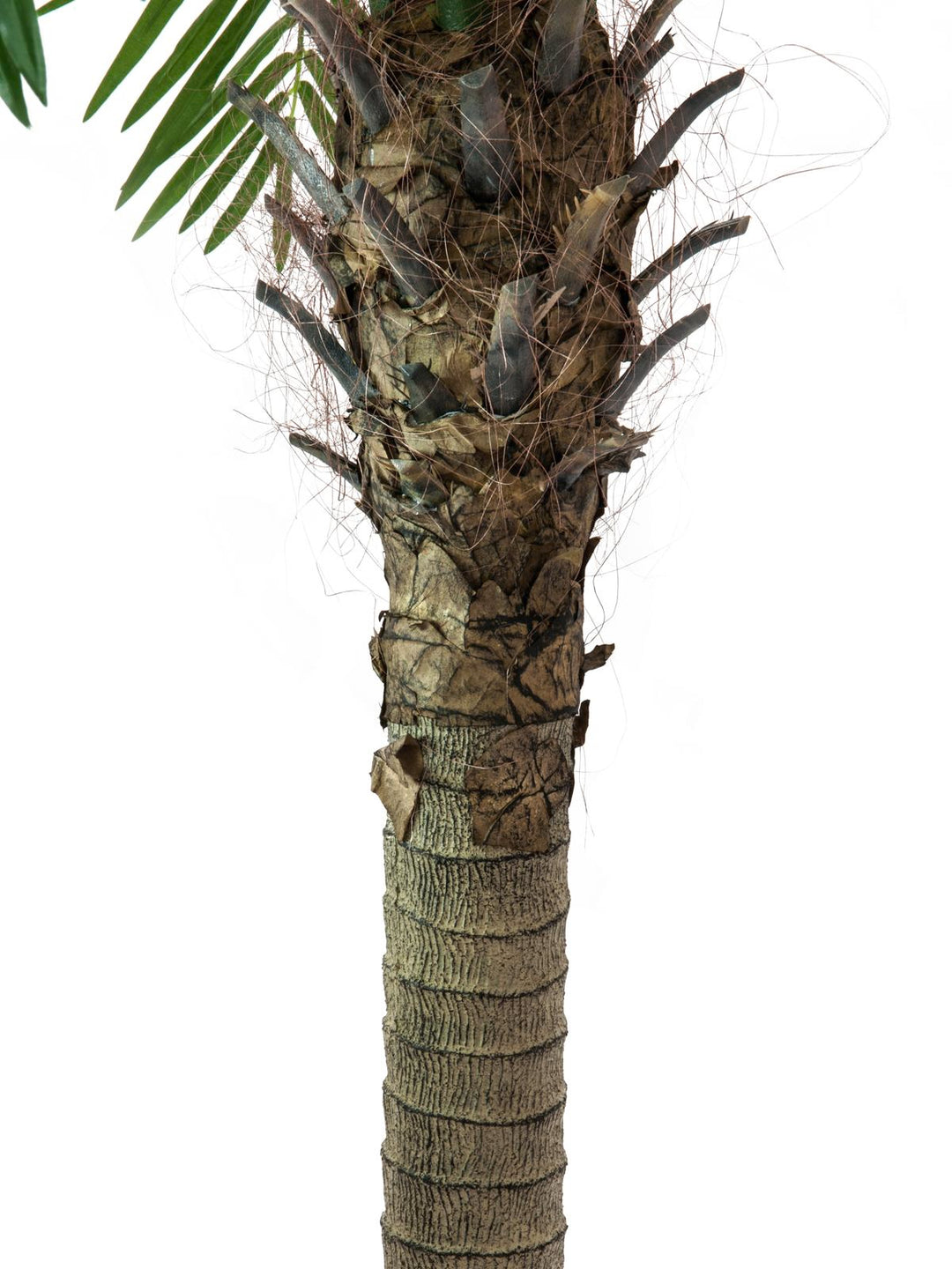 Tekophoenix Palmu Luxor (300cm)