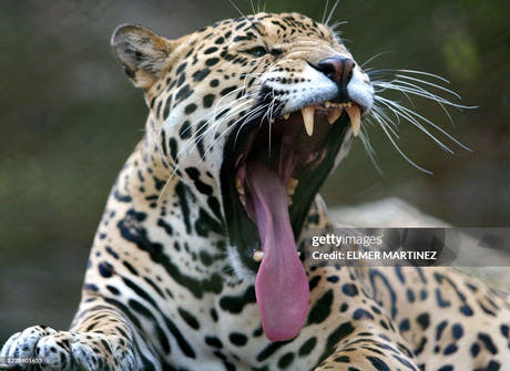 Sähkö-Jaguar